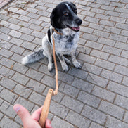 Journey - Cork Dog Collar & Leash