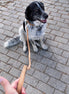 Journey - Cork Dog Collar & Leash