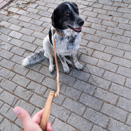 Journey - Cork Dog Collar & Leash