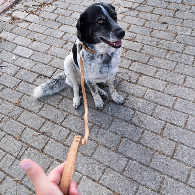 Journey - Cork Dog Collar & Leash